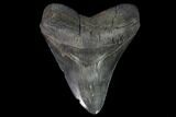 Fossil Megalodon Tooth - Georgia #95316-2